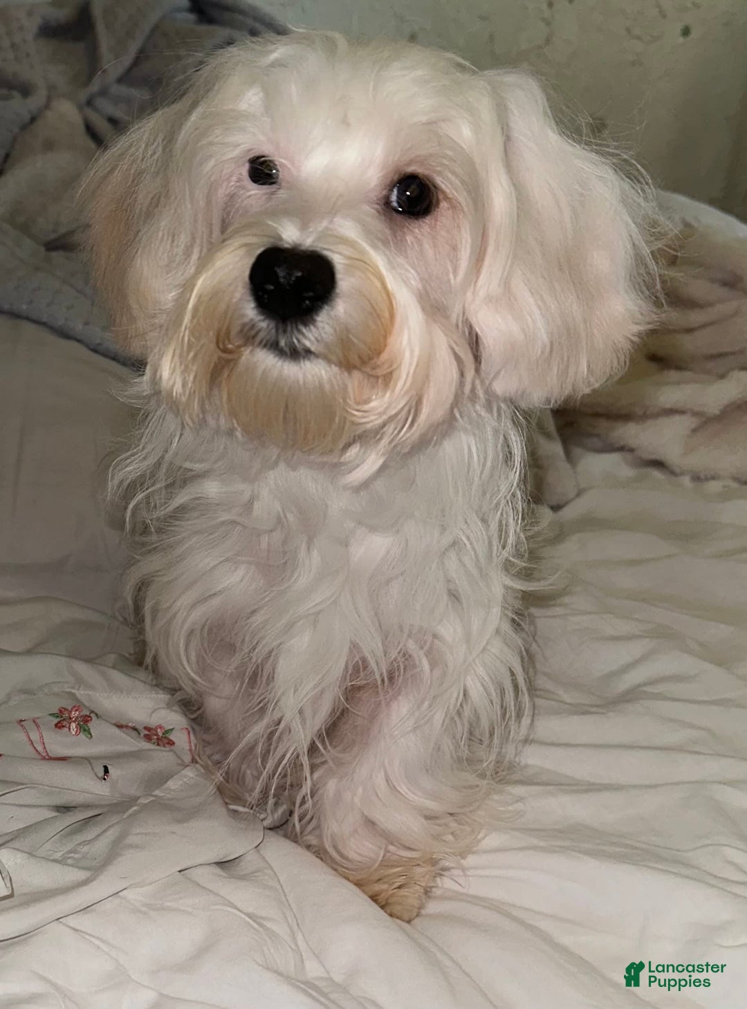 Morkie dogs for sale: Leo - Image 3