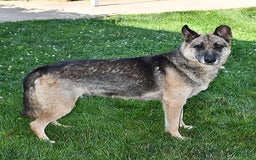 German Shepherd dogs for sale: Jeneau - Image 6