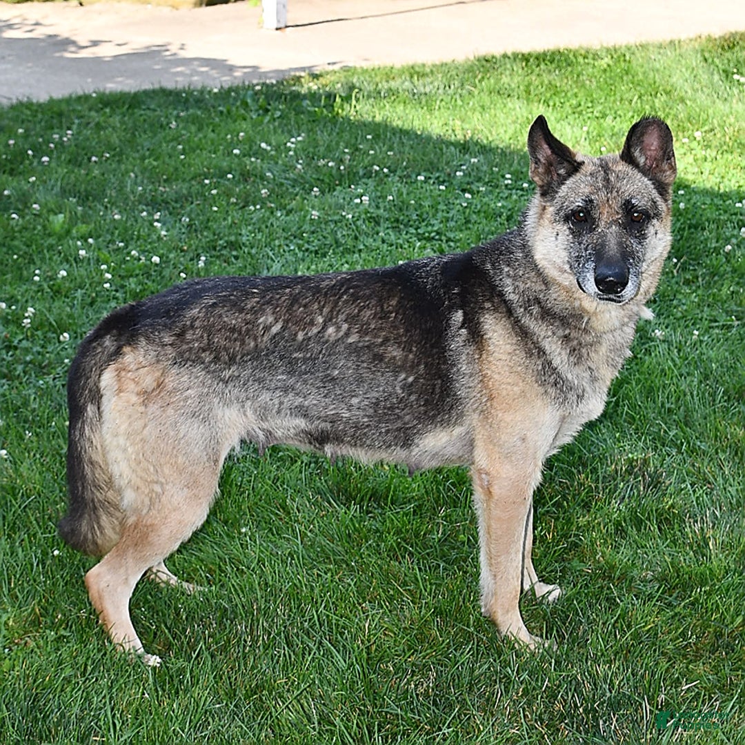 German Shepherd dogs for sale: Jeneau - Image 6
