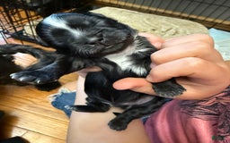 Shih Tzu dogs for sale: Stella Pups - Image 9