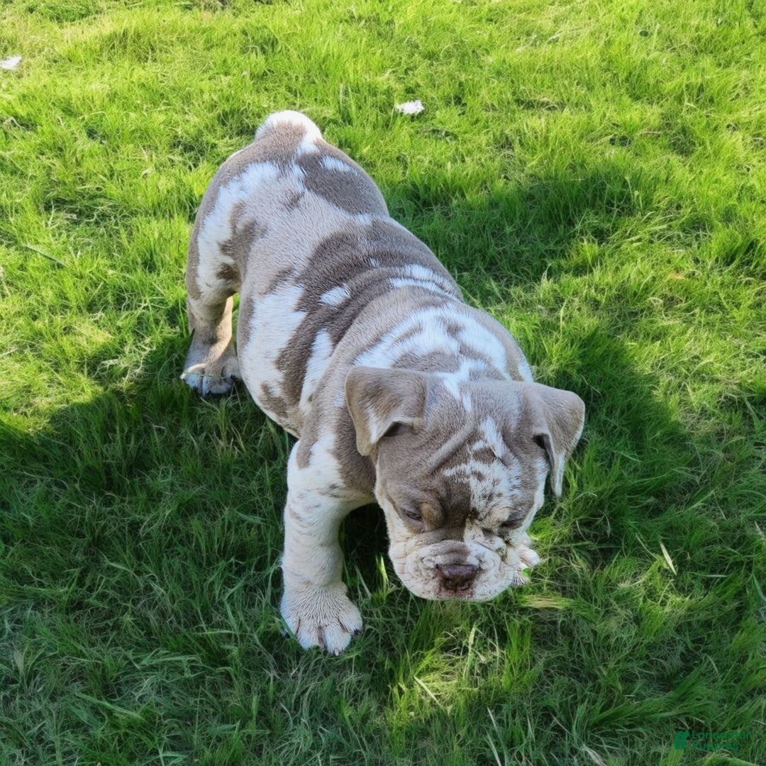 English Bulldog dogs for sale: Pebbles - Image 14