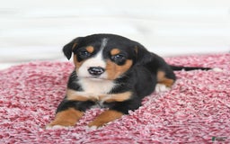 Greater Swiss Mountain Dog dogs for sale: Cheyenne - Image 3