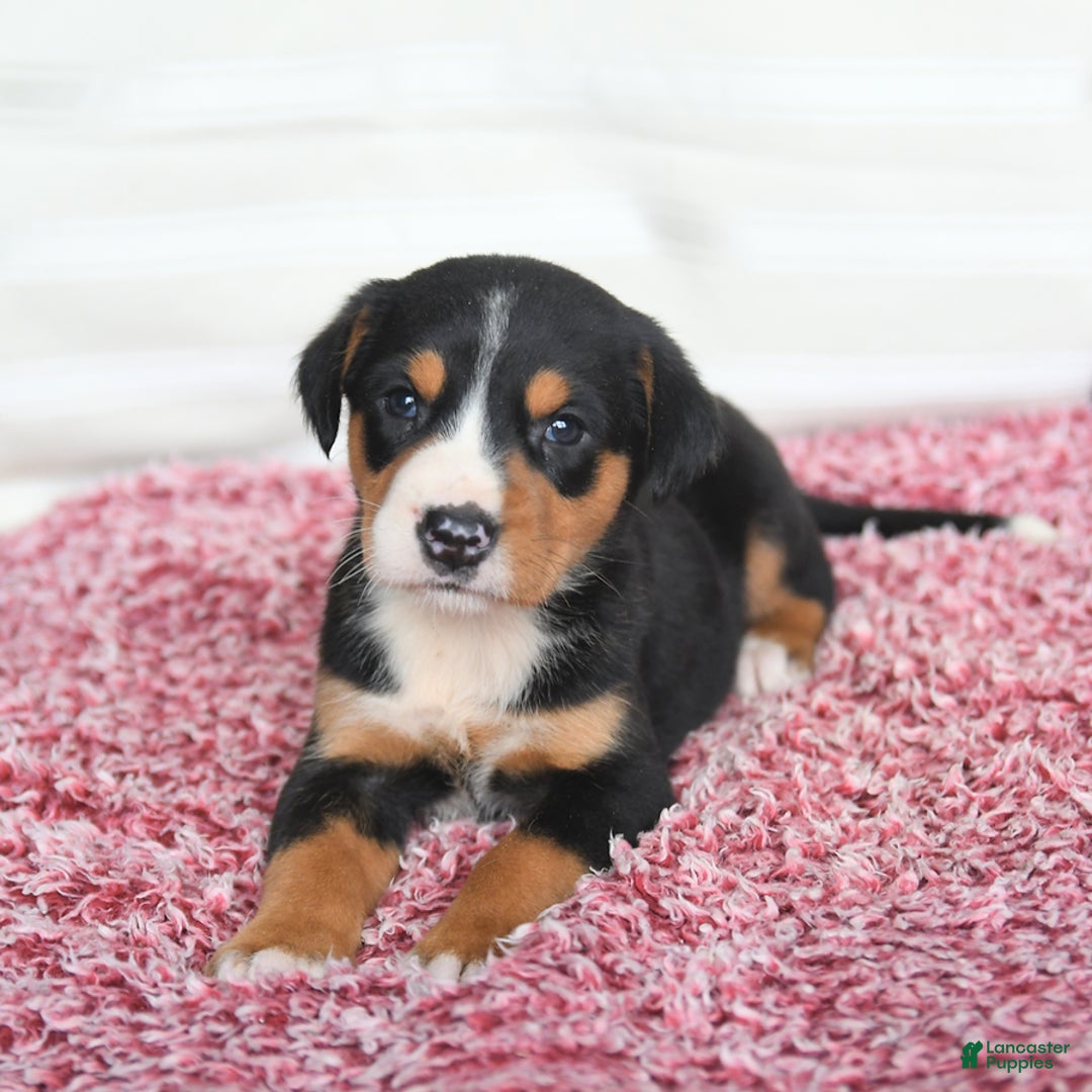 Greater Swiss Mountain Dog dogs for sale: Cheyenne - Image 3