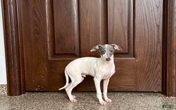 Italian Greyhound dogs for sale: Jace - Image 6