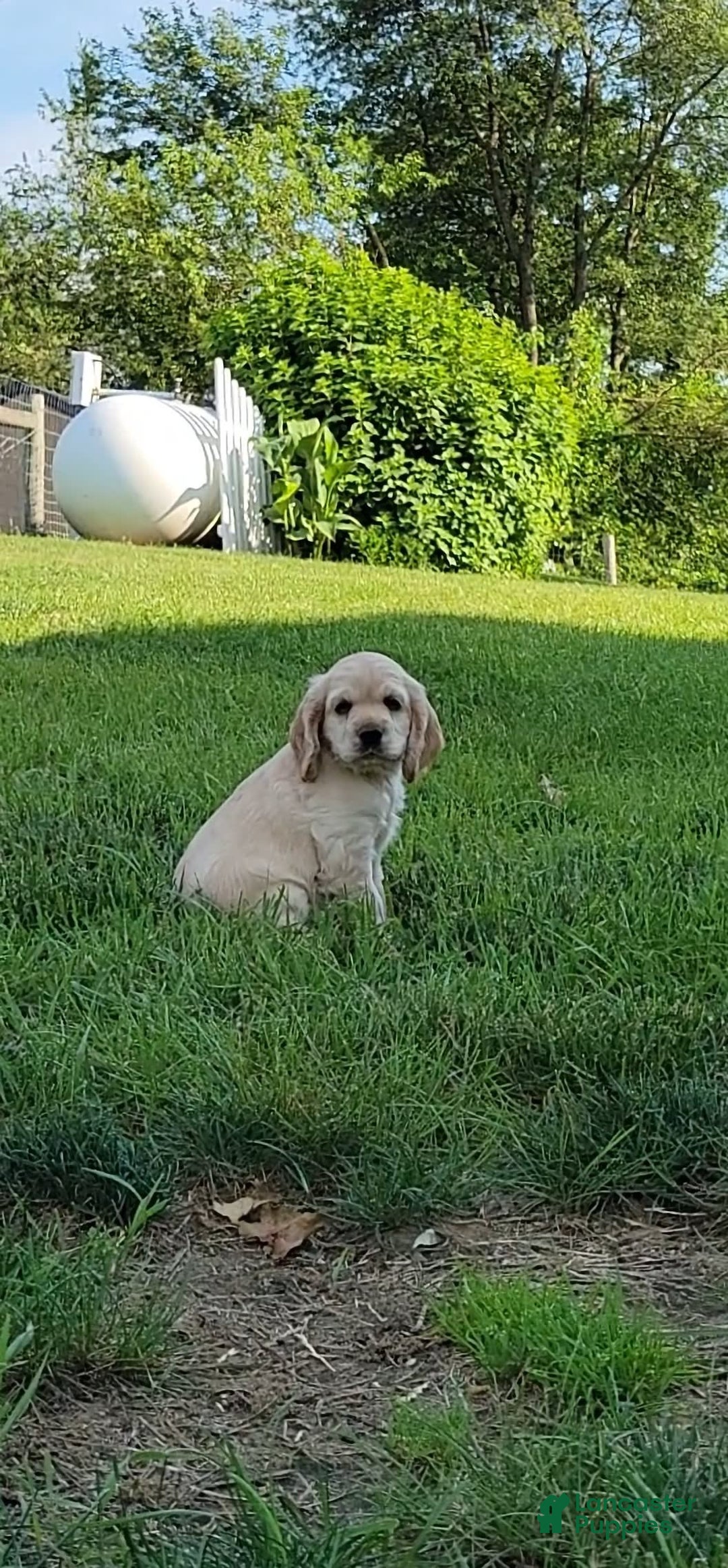 Cocker Spaniel dogs for sale: Rusty - Image 3