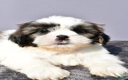 Shih Tzu dogs for sale: Unique - Image 3
