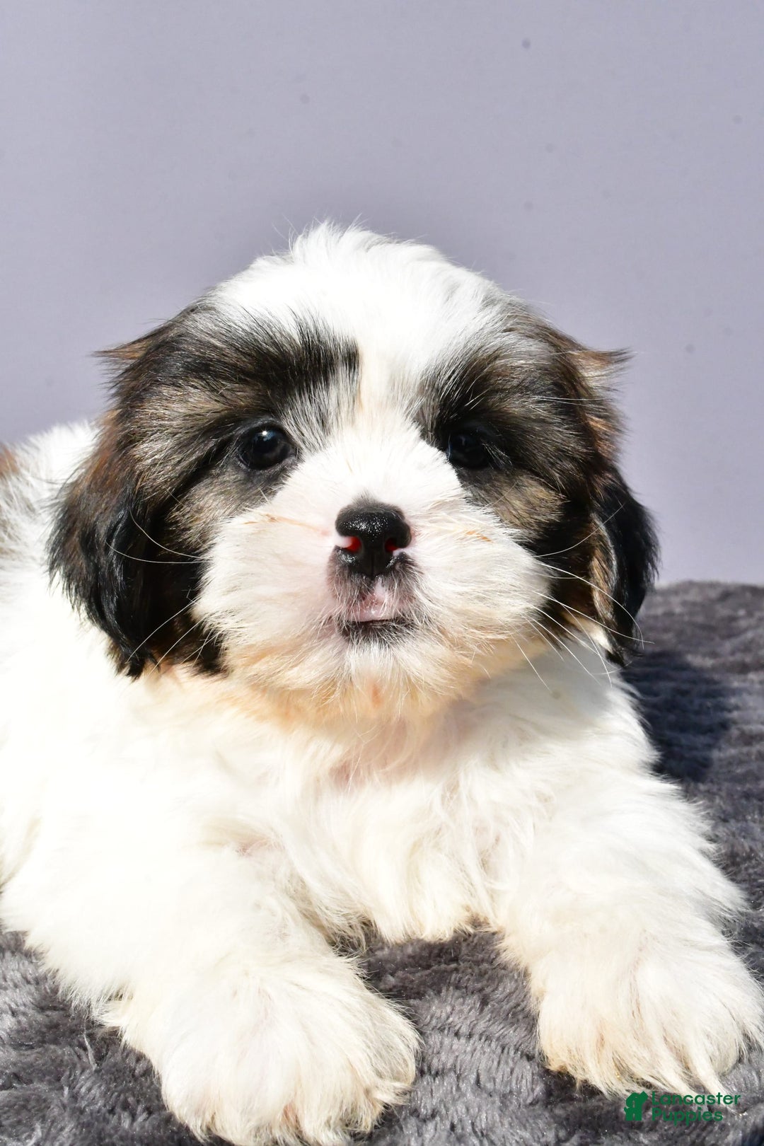 Shih Tzu dogs for sale: Unique - Image 3