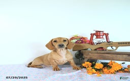Miniature Dachshund dogs for sale: Twinkle - Image 12