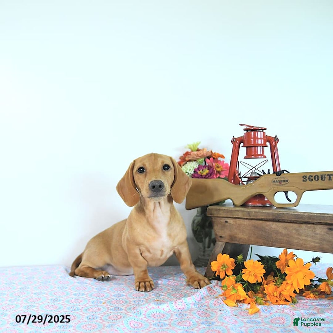 Miniature Dachshund dogs for sale: Twinkle - Image 12