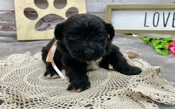 Portuguese Water Dog dogs for sale: Luna - Image 4
