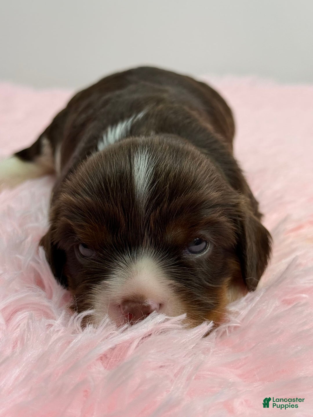Cavalier King Charles Spaniel dogs for sale: Willow - Image 2