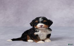 Mini Bernedoodle dogs for sale: Abel - Image 4