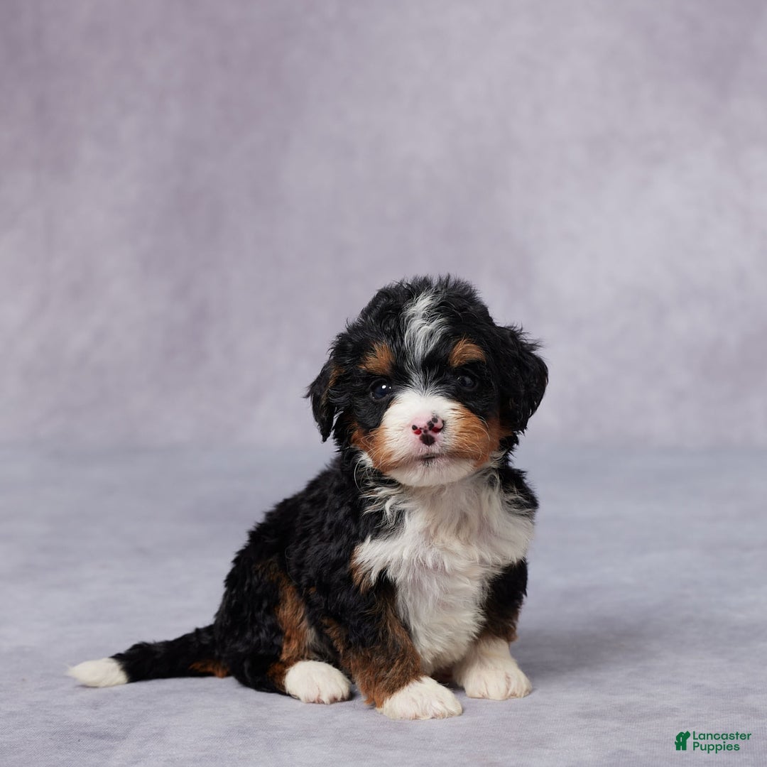 Mini Bernedoodle dogs for sale: Abel - Image 4