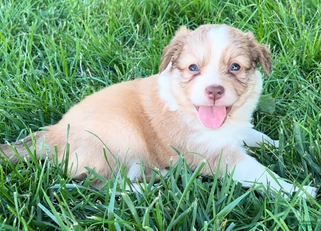 Mini Aussiedoodle dogs for sale: Lani - Image 3