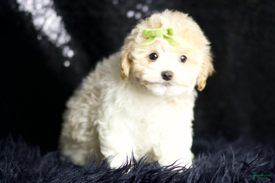 Maltipoo dogs for sale: Habibi - Image 2