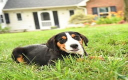 Greater Swiss Mountain Dog dogs for sale: Copper - Image 2