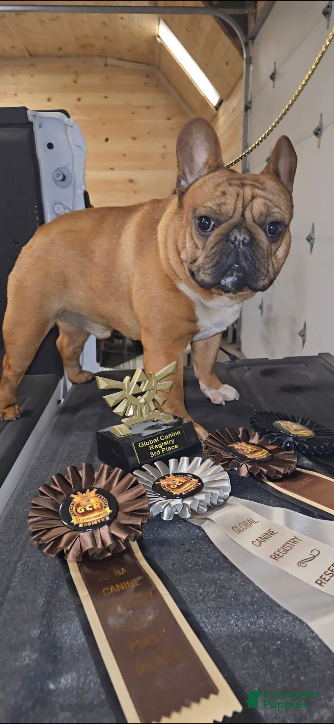 French Bulldog dogs for sale: Raider - Image 28