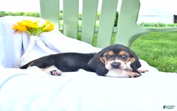 Basset Hound dogs for sale: Shanda - Image 17
