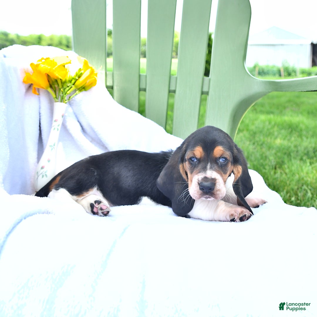 Basset Hound dogs for sale: Shanda - Image 17