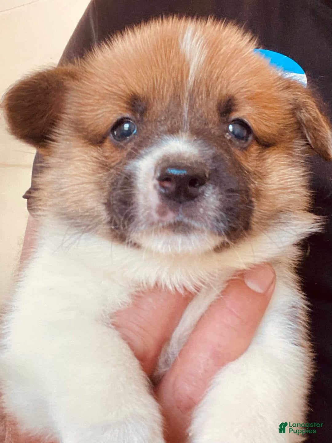 Welsh Corgi Pembroke dogs for sale: Red Boy - Image 8