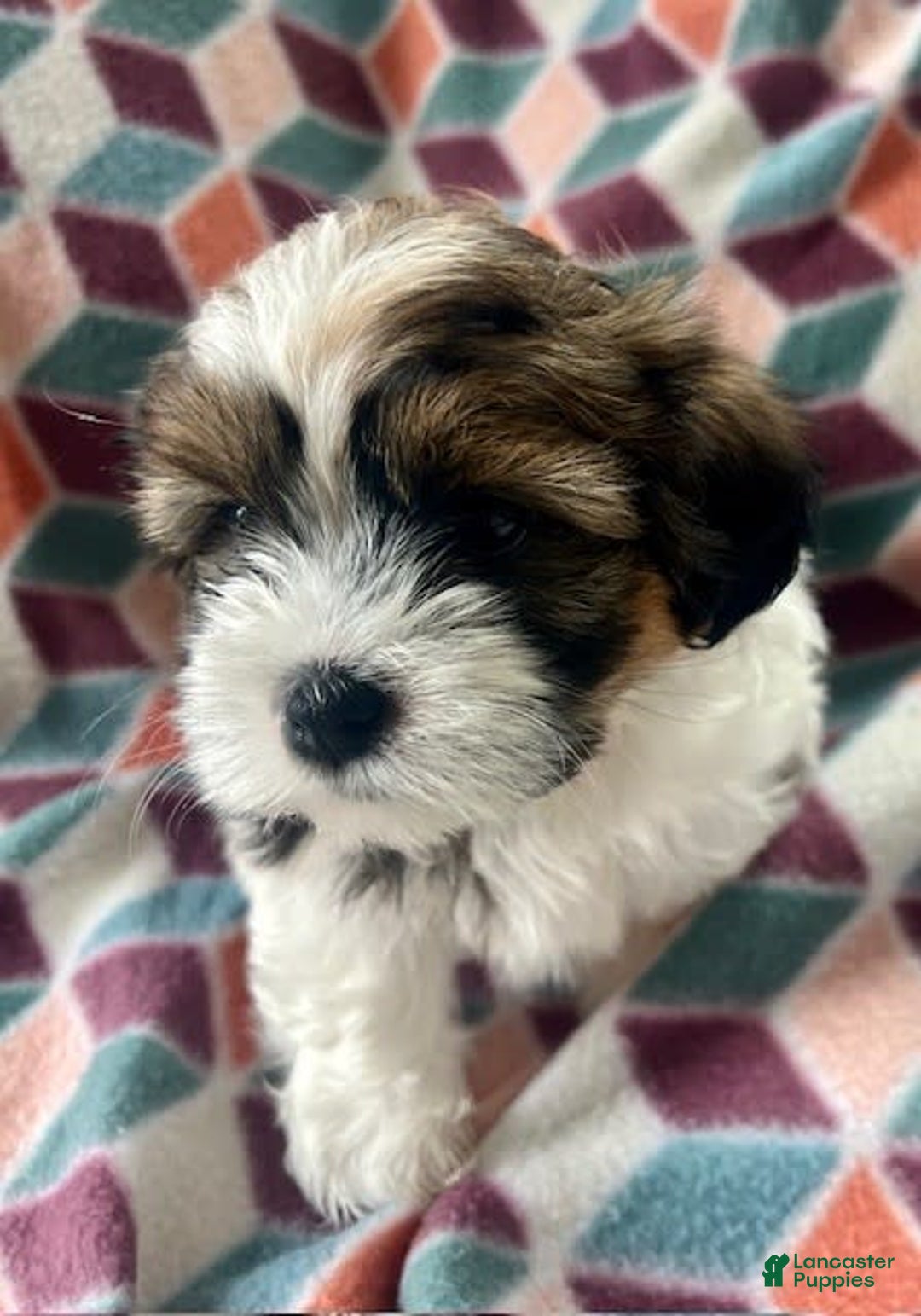 Shorkie dogs for sale: Tara - Image 3