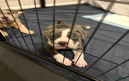 American Bully dogs for sale: Finn - Image 2