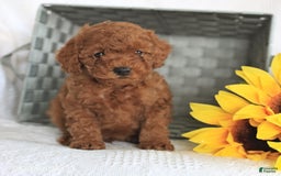 Miniature Poodle dogs for sale: Romeo - Image 2