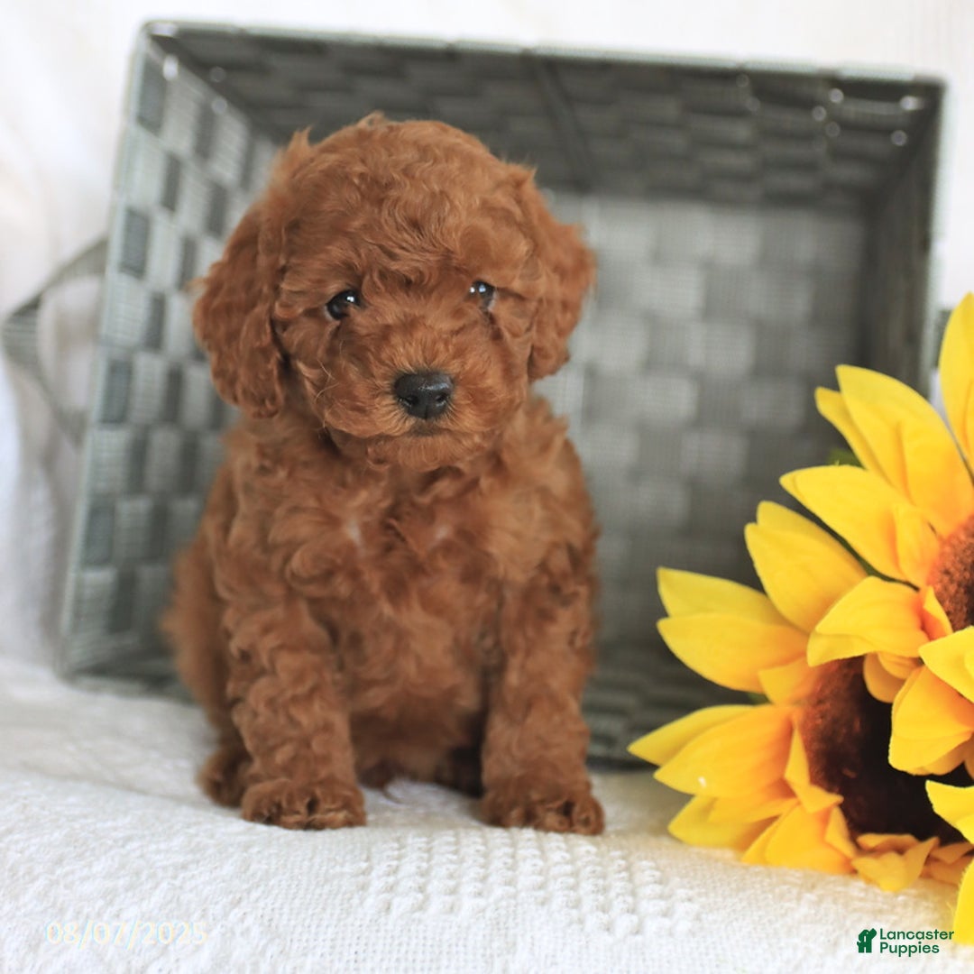 Miniature Poodle dogs for sale: Romeo - Image 2