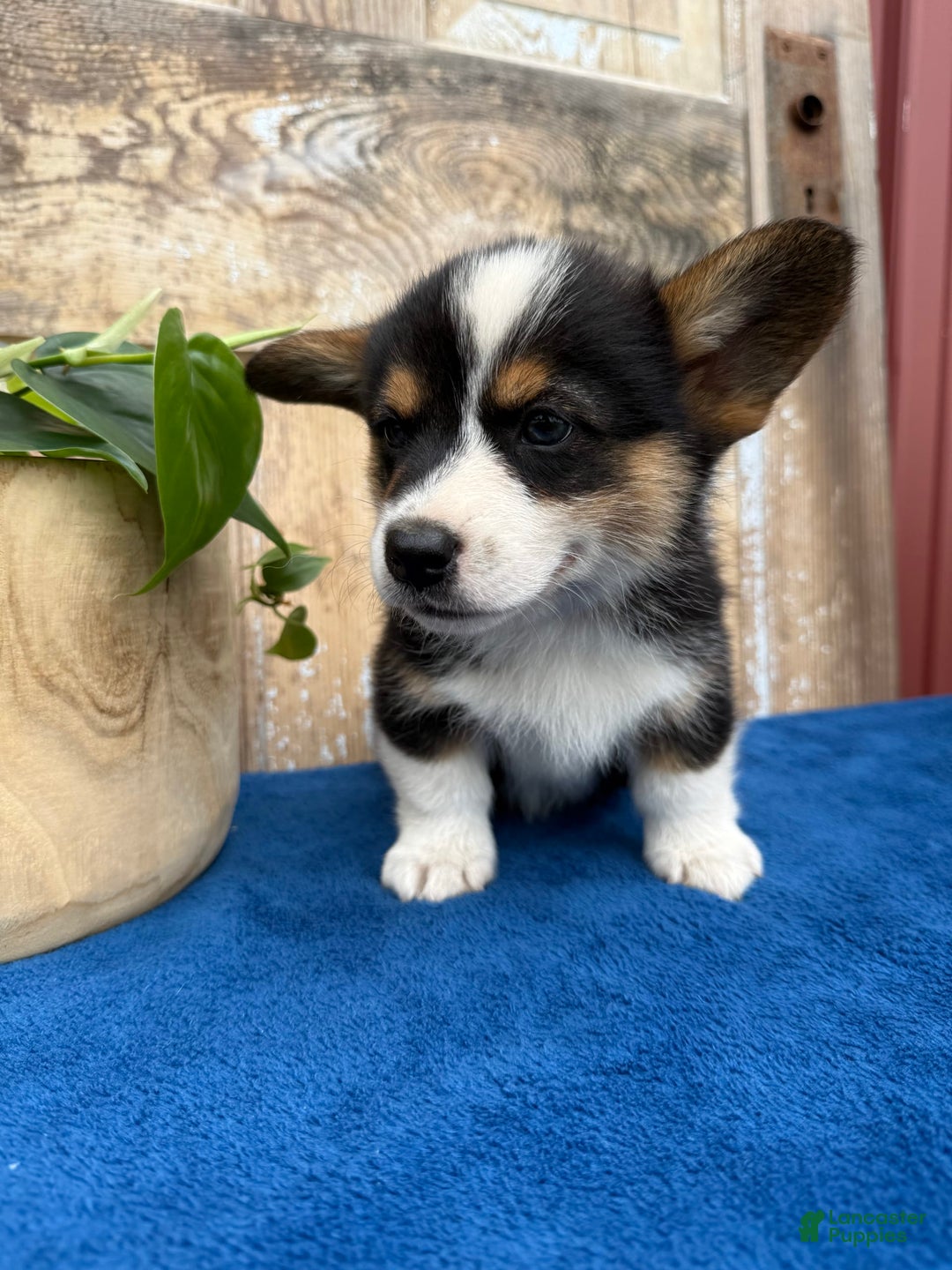 Welsh Corgi Pembroke dogs for sale: Carl - Image 6