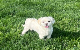 Lhasa Apso dogs for sale: Angel - Image 7
