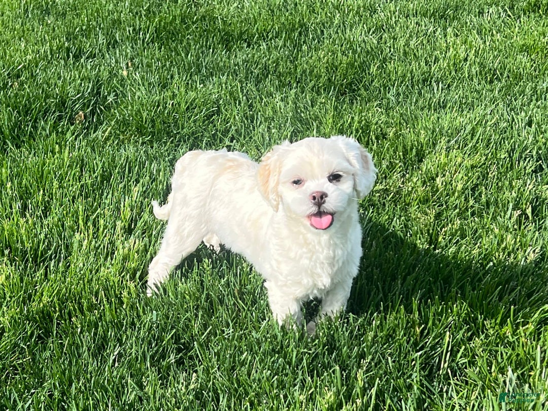 Lhasa Apso dogs for sale: Angel - Image 7