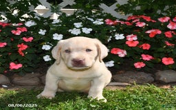Labrador Retriever dogs for sale: Benny - Image 4