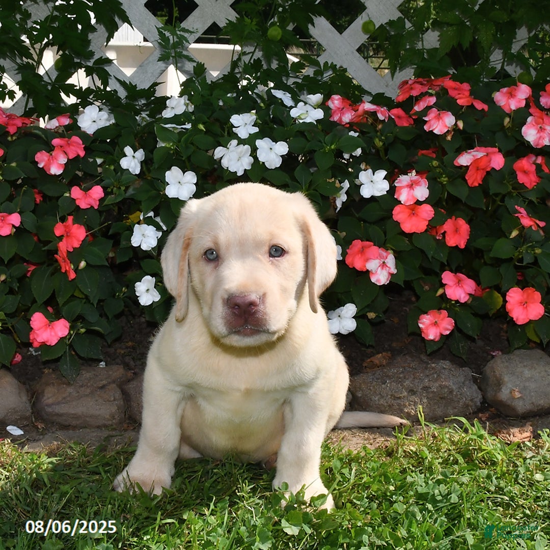Labrador Retriever dogs for sale: Benny - Image 4
