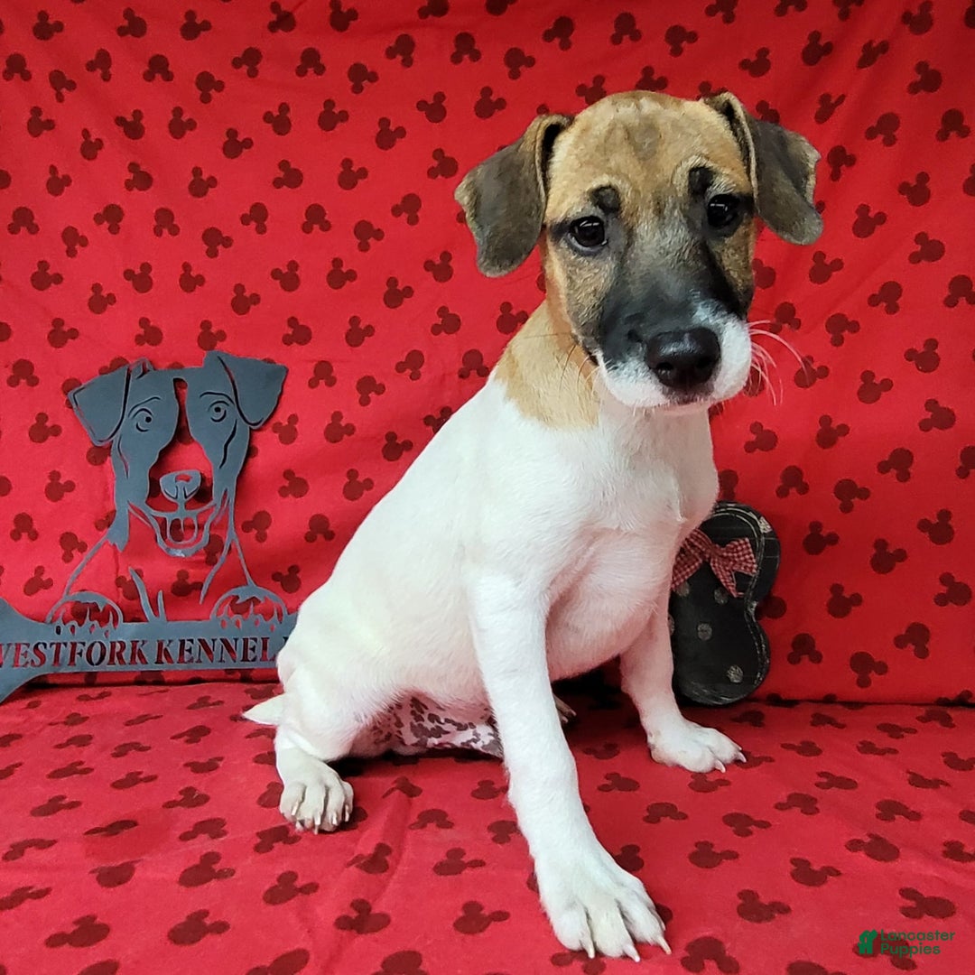 Jack Russell Terrier dogs for sale: Jack Russell Male Puck - Image 11