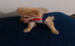 Pomeranian dogs for sale: Coconut - Image 8