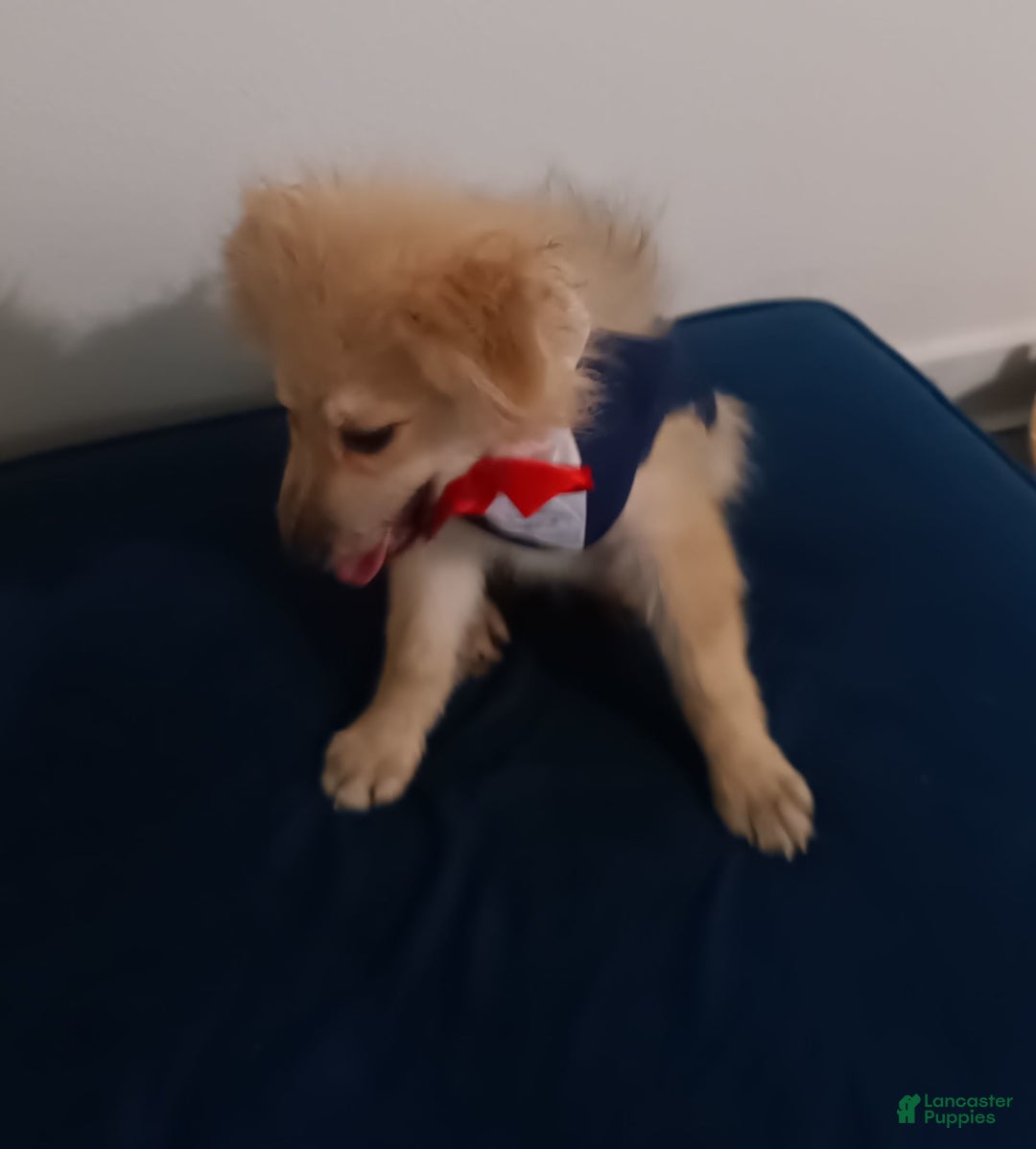 Pomeranian dogs for sale: Coconut - Image 8
