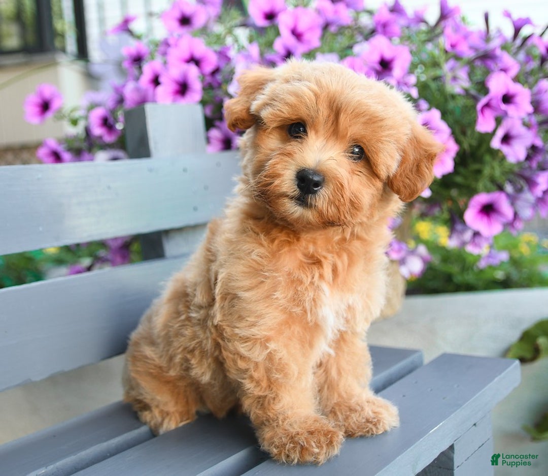Havapoo dogs for sale: Murphy - Image 1
