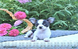 Chihuahua dogs for sale: Brewster - Image 2