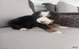 Bernedoodle dogs for sale: Ashton - Image 5