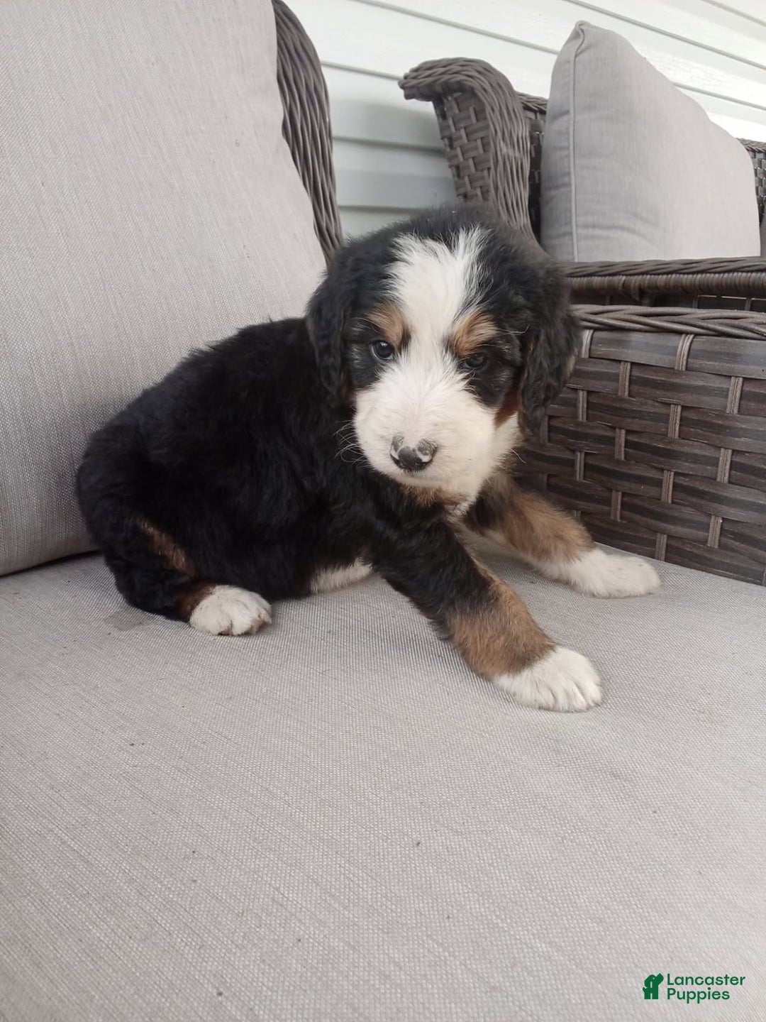 Bernedoodle dogs for sale: Ashton - Image 5