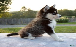 Pomsky dogs for sale: Tessa - Image 5
