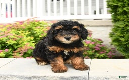 Miniature Poodle dogs for sale: Loura - Image 11