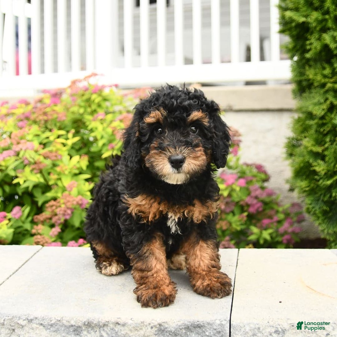 Miniature Poodle dogs for sale: Loura - Image 11