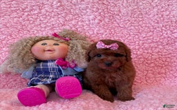 Toy Poodle dogs for sale: Wendy Akc Tiny-toy - Image 1