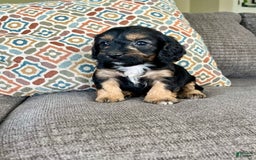 Cavapoo dogs for sale: Lads - Image 12