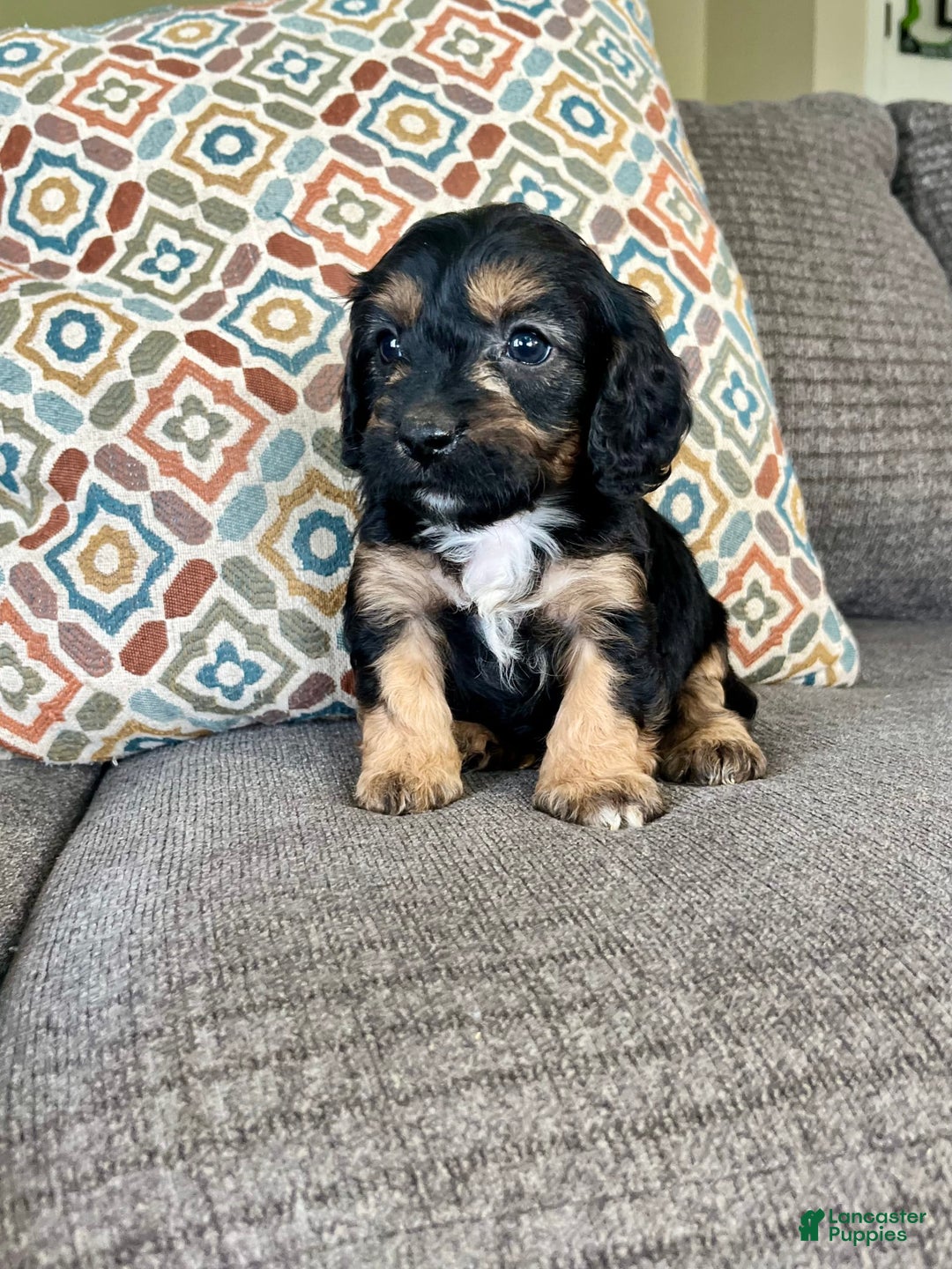 Cavapoo dogs for sale: Lads - Image 12