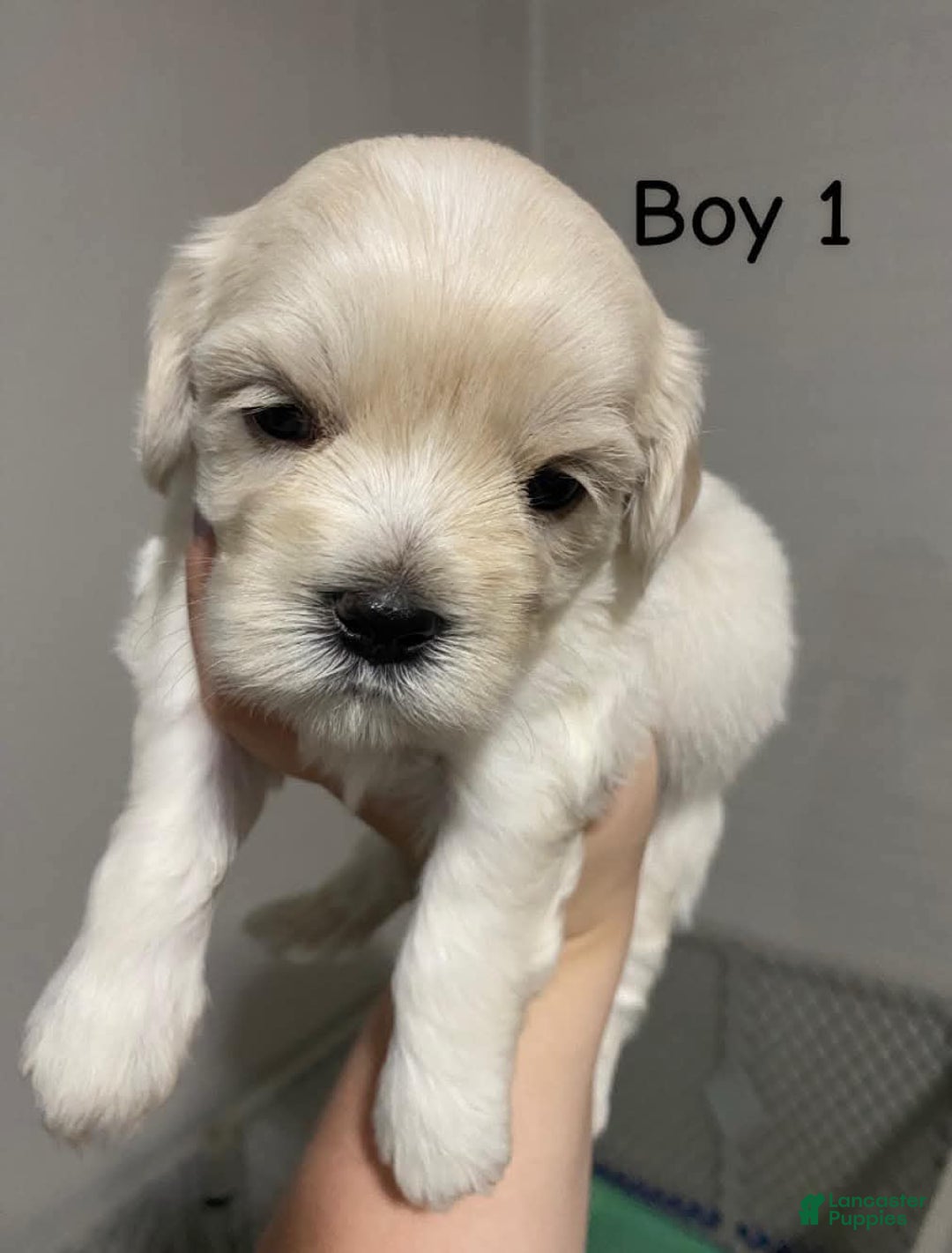 Cavapoo dogs for sale: Male 1 Cream Blonde - Image 7