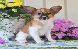 Papillon dogs for sale: Pluto - Image 12