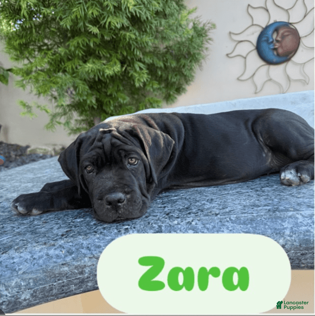 Cane Corso dogs for sale: Zara - Image 2