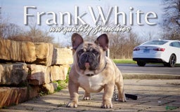 French Bulldog dogs for sale: Frank White - Image 4